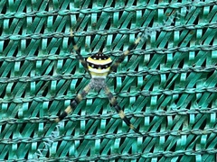 Argiope versicolor