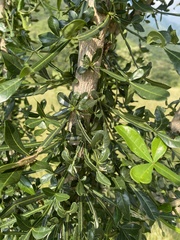 Crescentia alata