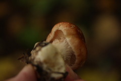 Leucocortinarius bulbiger