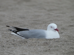 Chroicocephalus novaehollandiae scopulinus