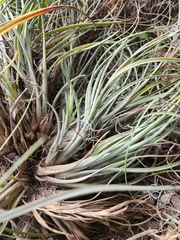 Tillandsia × floridana