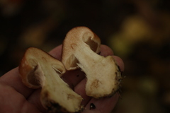 Leucocortinarius bulbiger