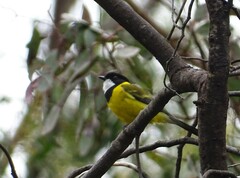 Pachycephala fuliginosa