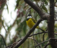 Pachycephala fuliginosa