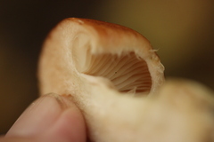 Leucocortinarius bulbiger