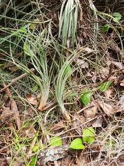 Tillandsia × floridana