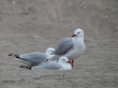 Chroicocephalus novaehollandiae scopulinus