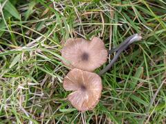 Entoloma lividocyanulum