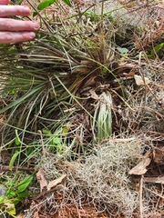 Tillandsia × floridana