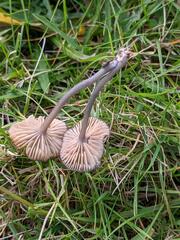 Entoloma lividocyanulum