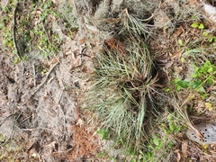 Tillandsia × floridana