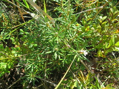 Rhododendron subulatum