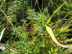 Rhododendron subulatum