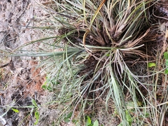 Tillandsia × floridana