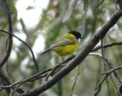 Pachycephala fuliginosa