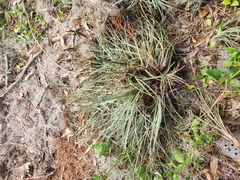 Tillandsia × floridana