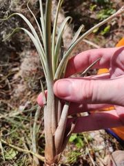 Tillandsia × floridana