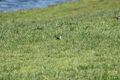 Anthus australis
