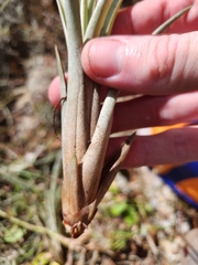 Tillandsia × floridana