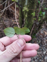 Fuchsia perscandens