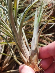 Tillandsia × floridana