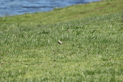 Anthus australis