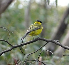 Pachycephala fuliginosa