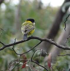 Pachycephala fuliginosa