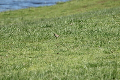 Anthus australis