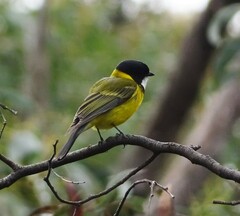 Pachycephala fuliginosa
