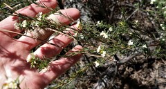 Lachnaea diosmoides