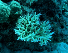 Acropora