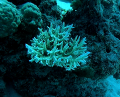 Acropora