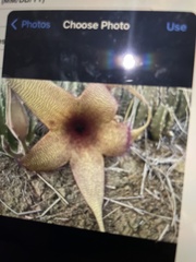 Stapelia gigantea