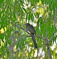 Centropus phasianinus