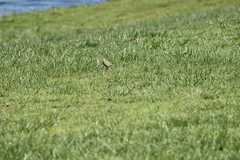 Anthus australis
