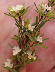 Lachnaea diosmoides
