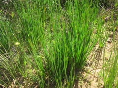 Trachyandra chlamydophylla