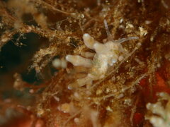 Eubranchus olivaceus