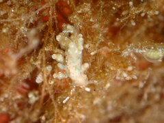 Eubranchus olivaceus