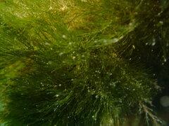 Bryopsis