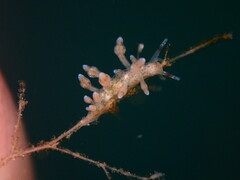 Eubranchus olivaceus