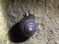 Pommerhelix duralensis