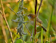 Cisticola exilis