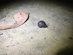 Pommerhelix duralensis