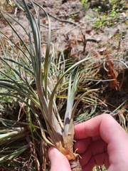 Tillandsia × floridana