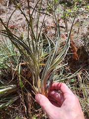 Tillandsia × floridana