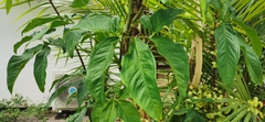 Syngonium