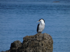 Phalacrocorax varius varius