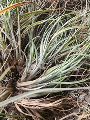 Tillandsia × floridana
